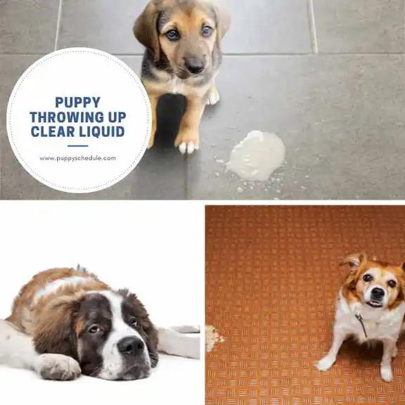 Puppy Throwing Up Clear Liquid 5 Causes, Symptoms, and Best Treatment