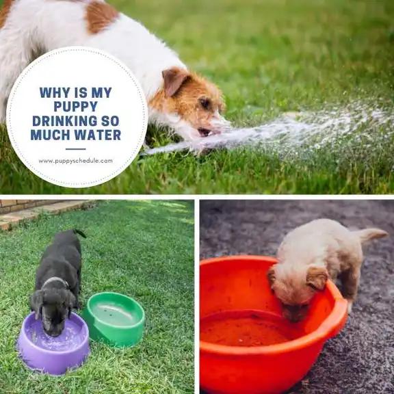 is-my-dog-drinking-enough-water-rufus-coco-australia