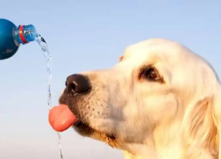 why-is-my-puppy-drinking-so-much-water-puppy-schedule