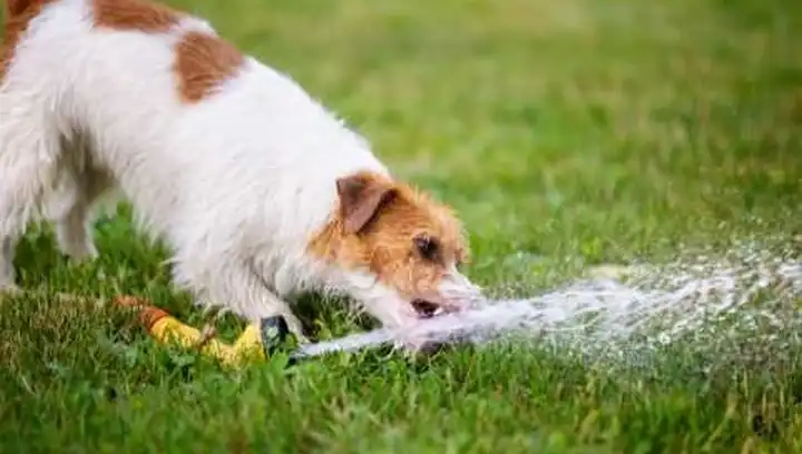 why-is-my-puppy-drinking-so-much-water-puppy-schedule