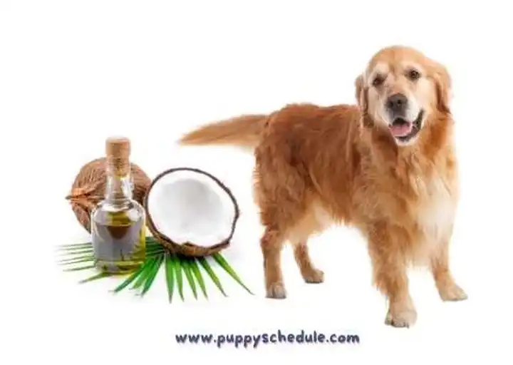 how-to-apply-coconut-oil-to-dog-skin-tips-and-techniques-puppy-schedule