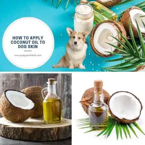 how-to-apply-coconut-oil-to-dog-skin-tips-and-techniques-puppy-schedule