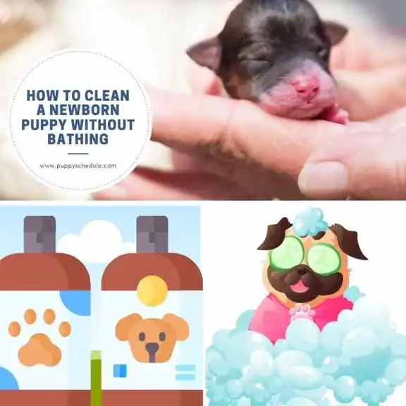 how-to-clean-a-newborn-puppy-without-bathing-puppy-schedule