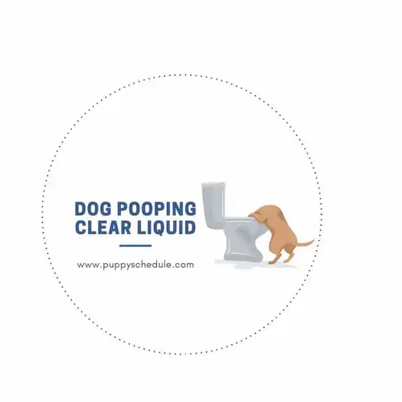 understanding-and-treating-dog-pooping-clear-liquid-puppy-schedule