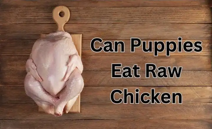 can-puppies-eat-raw-chicken-uncovering-the-truth-puppy-schedule