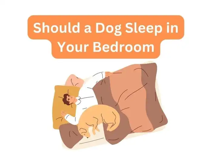 where-should-your-dog-sleep-at-night-time