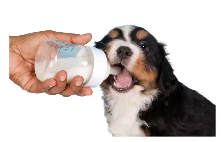 how-can-animals-drink-water-from-dirty-ponds-and-not-get-sick-youtube