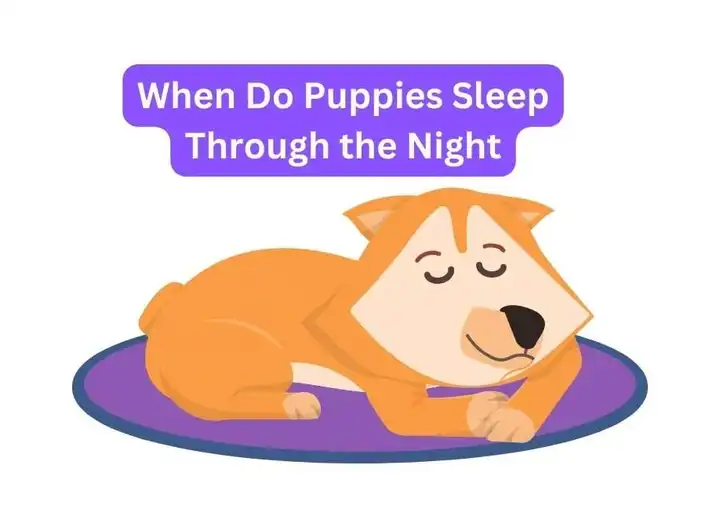 When Do Puppies Sleep Through the Night A Comprehensive Guide puppy